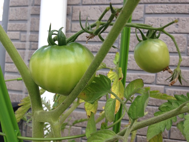 f:id:ka-ruto:20150623092004j:plain f:id:ka-ruto:20150623092004j:plain