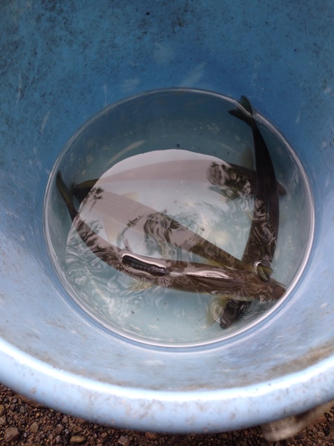 f:id:ka-ruto:20150813201714j:plain f:id:ka-ruto:20150813201714j:plain