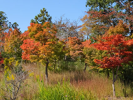 f:id:kabakabatamanegi:20141015033724j:plain