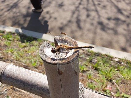 f:id:kabakabatamanegi:20141015033747j:plain