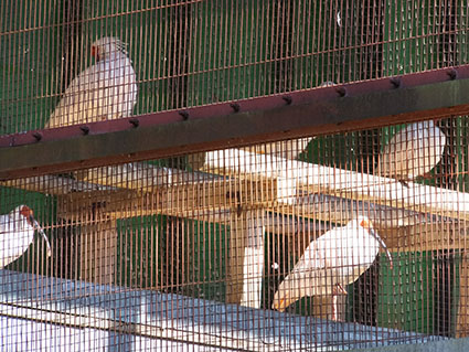 f:id:kabakabatamanegi:20141015033900j:plain