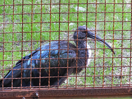 f:id:kabakabatamanegi:20141015033909j:plain