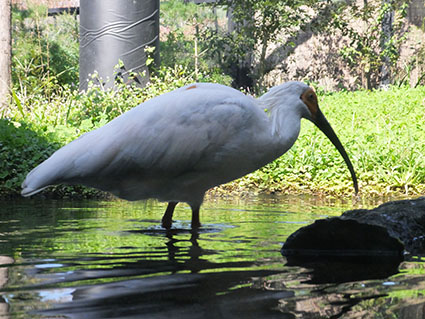 f:id:kabakabatamanegi:20141015033920j:plain