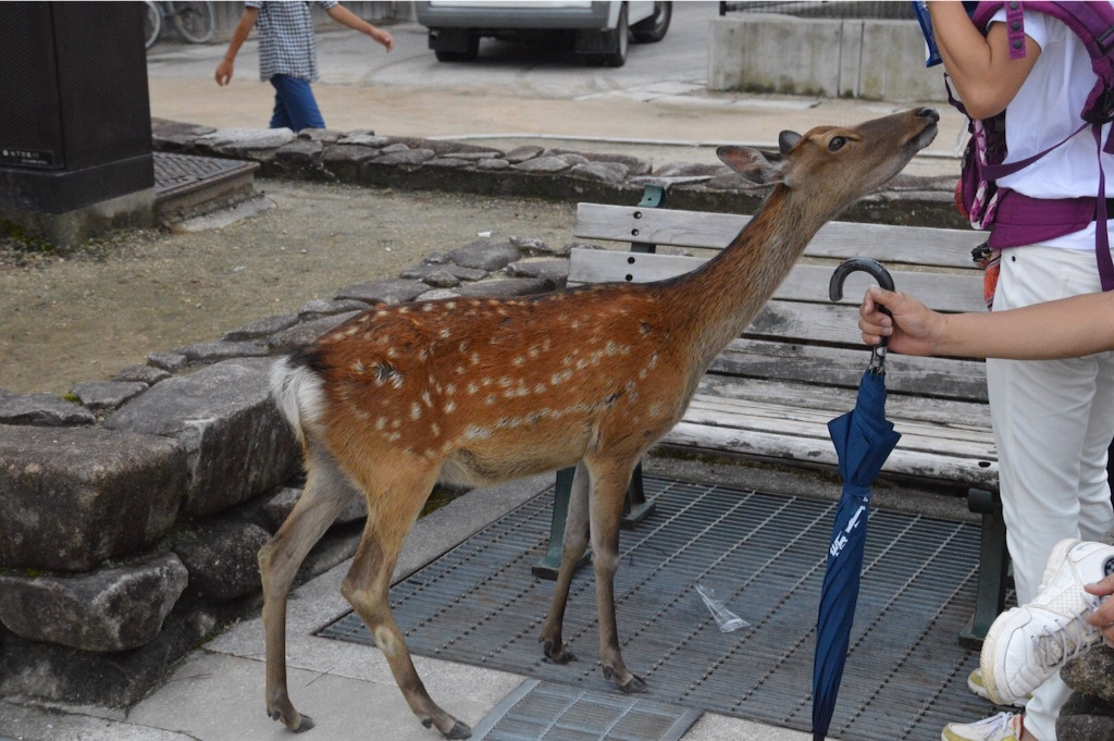 f:id:kabunotabi:20150814233349j:image f:id:kabunotabi:20150814233349j:image