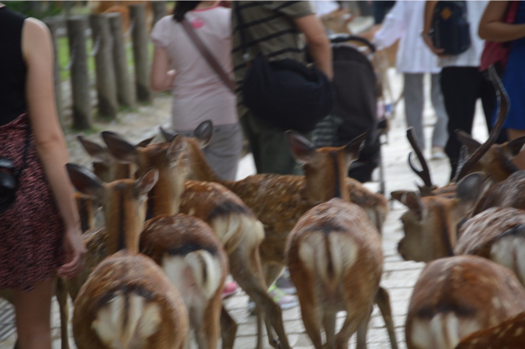 f:id:kabunotabi:20150825012018j:image f:id:kabunotabi:20150825012018j:image