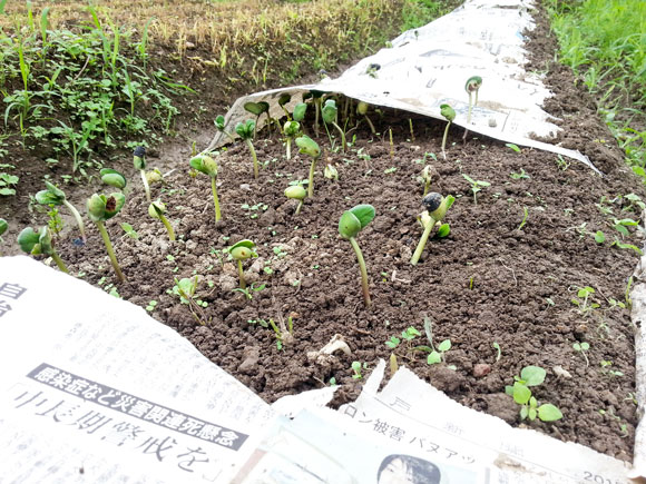 f:id:kaeru-tencho:20150703124811j:plain f:id:kaeru-tencho:20150703124811j:plain