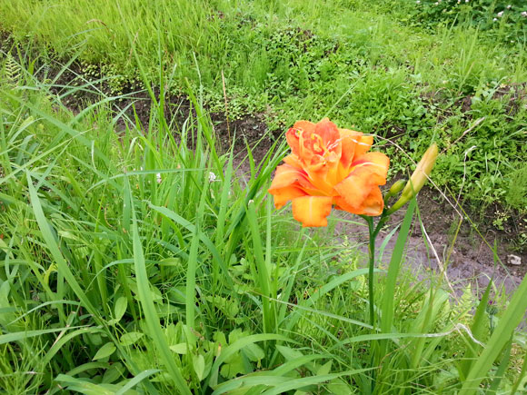 f:id:kaeru-tencho:20150703135002j:plain f:id:kaeru-tencho:20150703135002j:plain