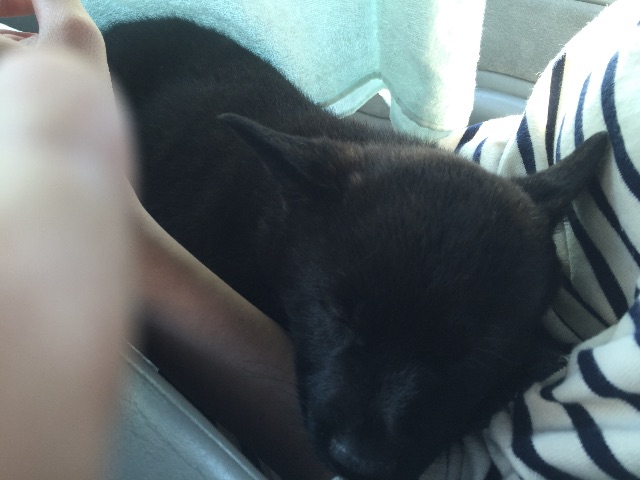 f:id:kai-darling:20150525210006j:image f:id:kai-darling:20150525210006j:image