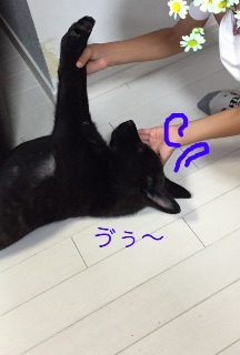 f:id:kai-darling:20150603090358j:image f:id:kai-darling:20150603090358j:image