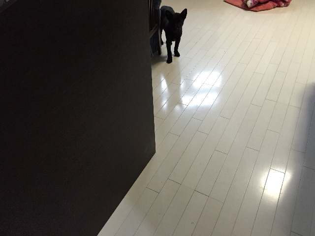 f:id:kai-darling:20150609084548j:image f:id:kai-darling:20150609084548j:image