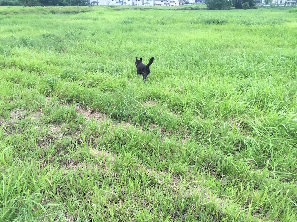 f:id:kai-darling:20150820194910j:image f:id:kai-darling:20150820194910j:image