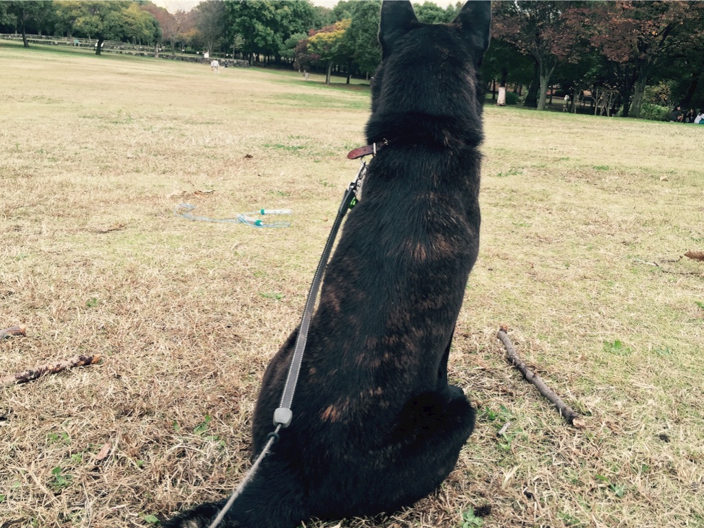 f:id:kai-darling:20151115203835j:image f:id:kai-darling:20151115203835j:image