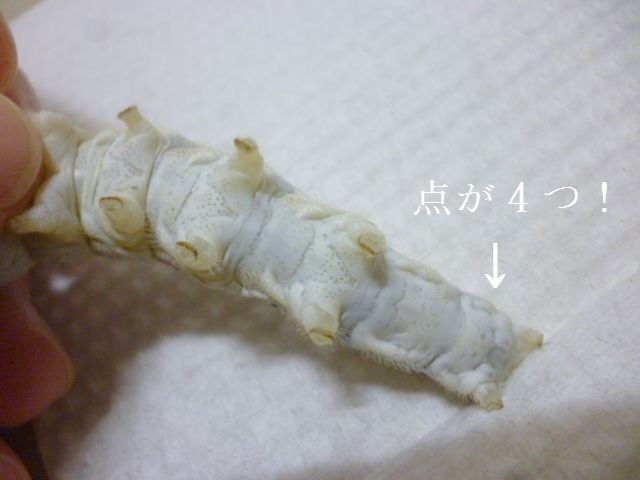 f:id:kaikoholic:20160321203732j:plain