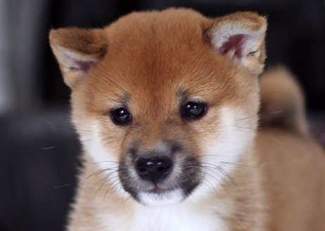 f:id:kakijiro:20140413014924p:plain f:id:kakijiro:20140413014924p:plain
