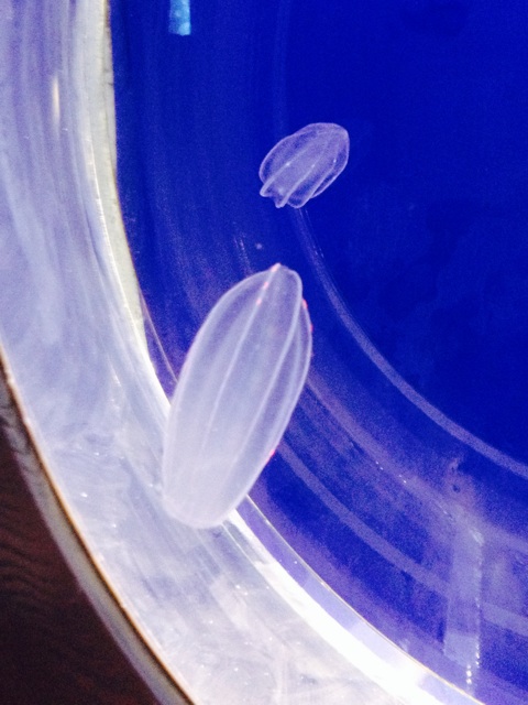 f:id:kakushisetutoshokan:20140703183221j:plain f:id:kakushisetutoshokan:20140703183221j:plain