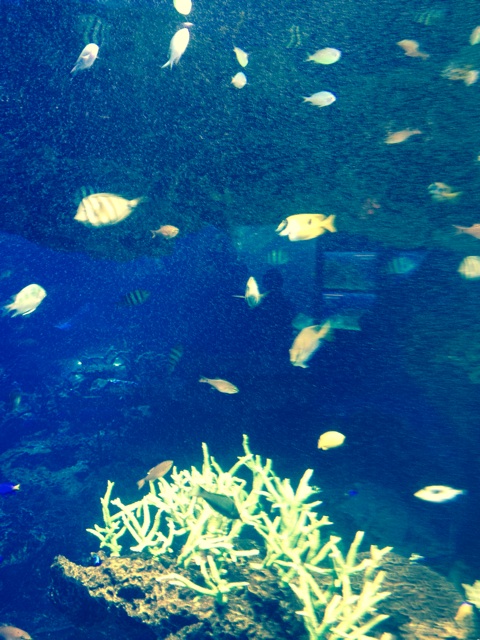 f:id:kakushisetutoshokan:20140904191406j:plain f:id:kakushisetutoshokan:20140904191406j:plain