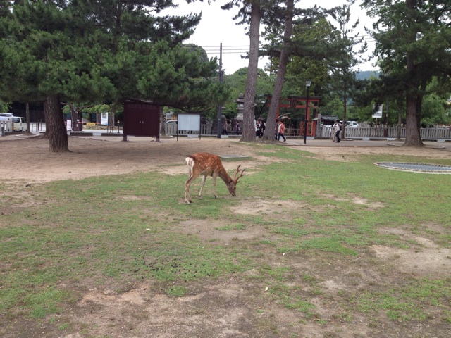 f:id:kakushisetutoshokan:20140907140511j:plain f:id:kakushisetutoshokan:20140907140511j:plain