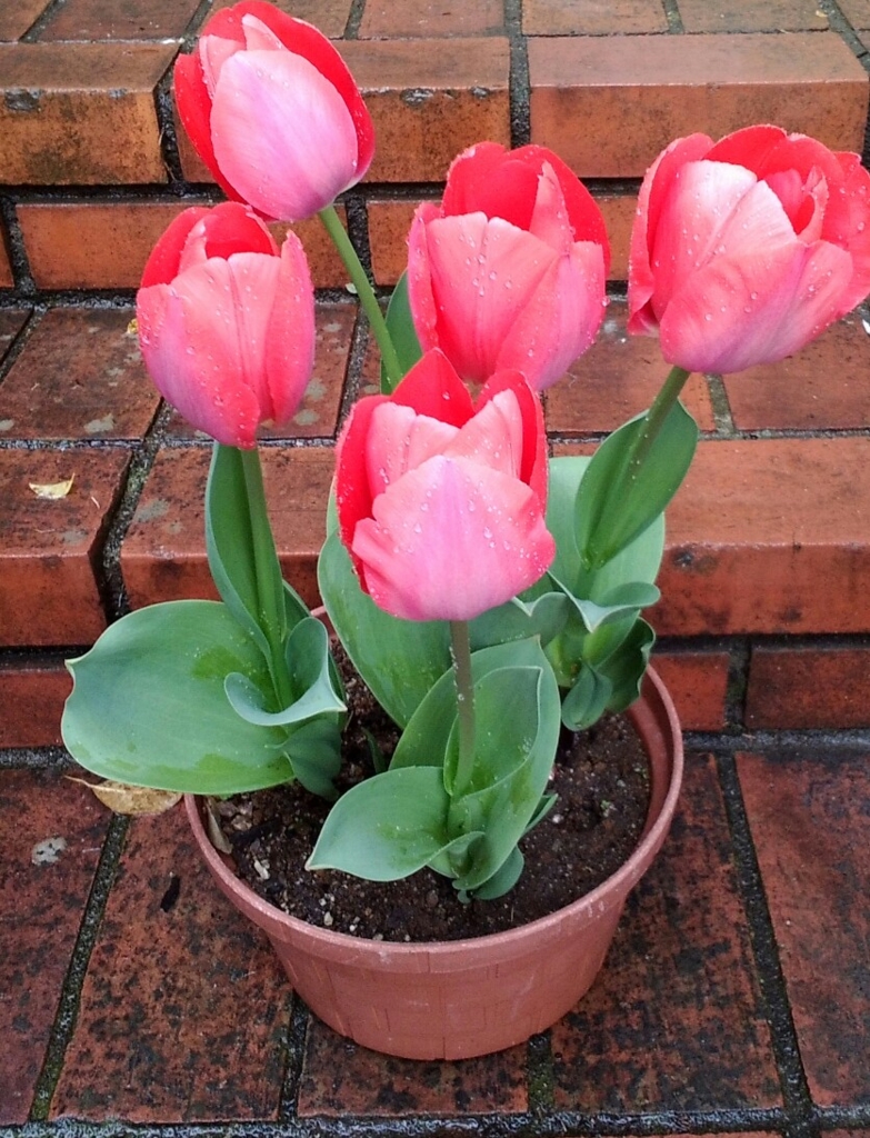 f:id:kameKiKu:20160404202927j:plain