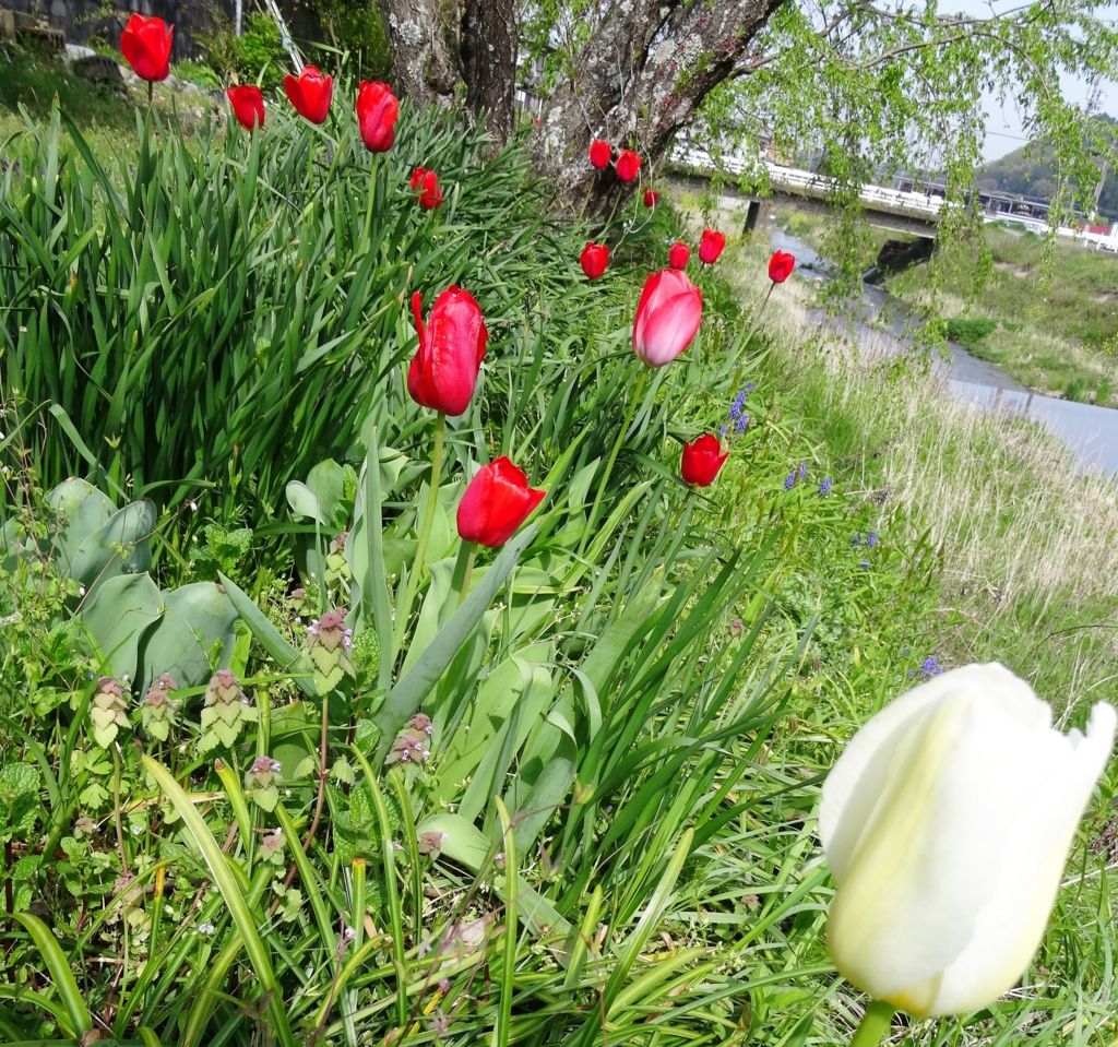 f:id:kameKiKu:20160421222443j:plain