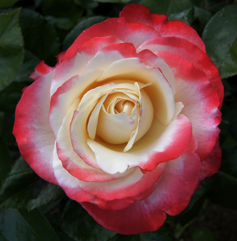 f:id:kameKiKu:20160516203547j:plain