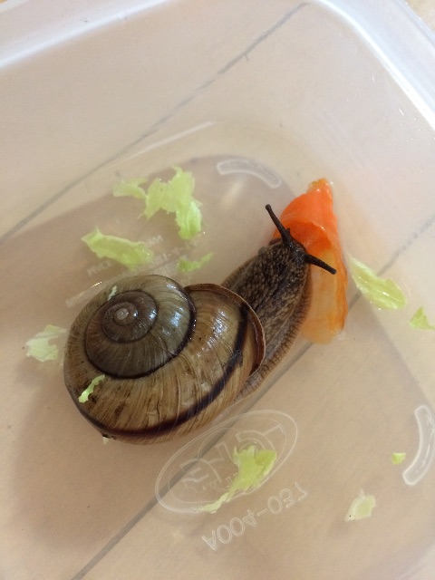 f:id:kamehira:20150711163206j:image f:id:kamehira:20150711163206j:image
