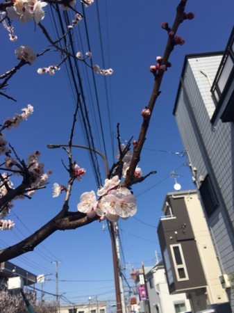 f:id:kamezo:20180317152054j:image