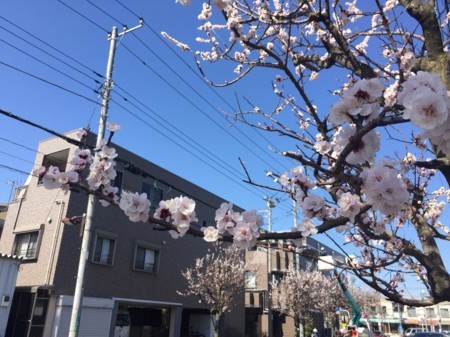 f:id:kamezo:20180317152055j:image