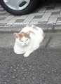 f:id:kamezo:20180924153945j:image