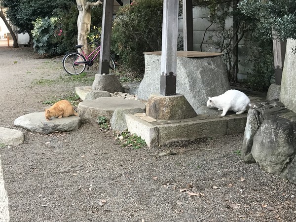f:id:kamezo:20181209155001j:image
