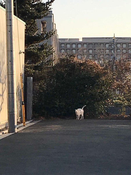f:id:kamezo:20190123155215j:image