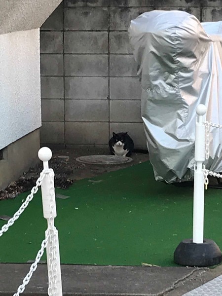f:id:kamezo:20190123155528j:image