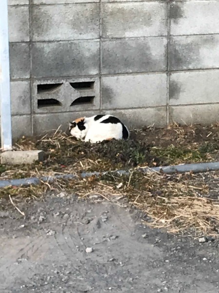 f:id:kamezo:20190123155712j:image
