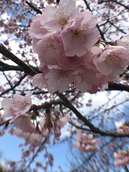 f:id:kamezo:20190313112742j:image