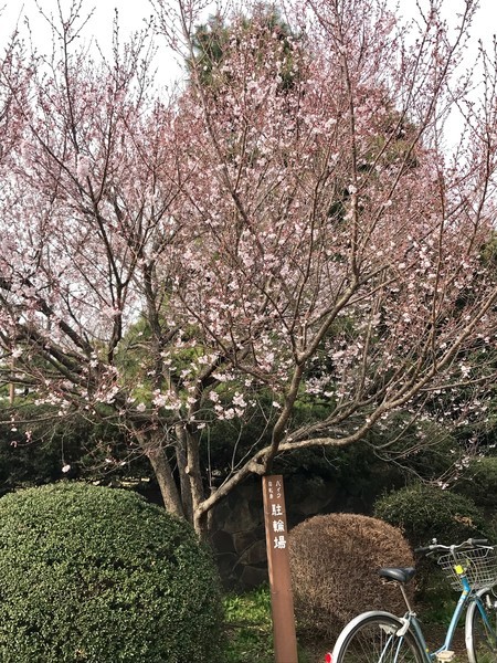 f:id:kamezo:20190325151104j:image