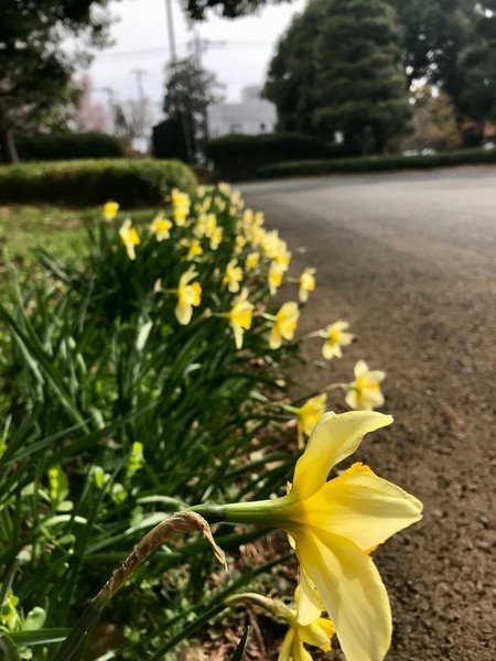 f:id:kamezo:20190325151310j:image