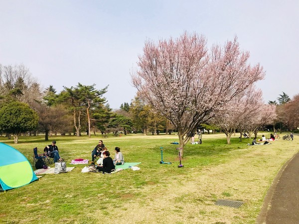f:id:kamezo:20190325151622j:image