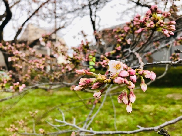 f:id:kamezo:20190325151953j:image