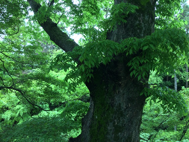 f:id:kamibutsuyoku:20150518123414j:image f:id:kamibutsuyoku:20150518123414j:image