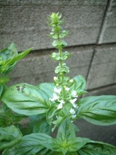 f:id:kamikamibell:20090903231521j:image f:id:kamikamibell:20090903231521j:image