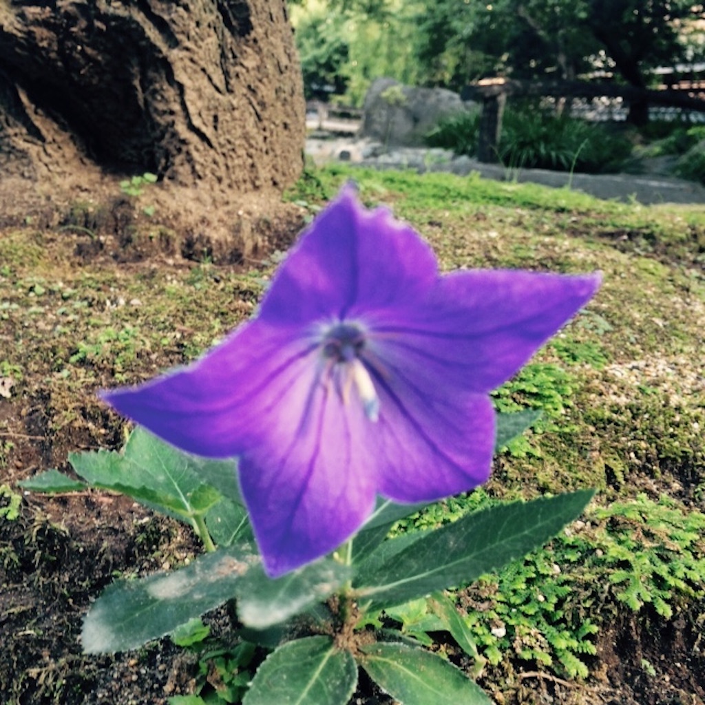 f:id:kamkamkamyu:20150913025706j:image f:id:kamkamkamyu:20150913025706j:image