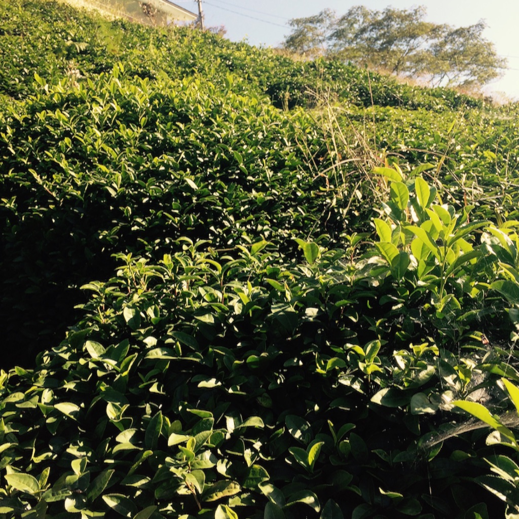 f:id:kamkamkamyu:20151020122234j:image f:id:kamkamkamyu:20151020122234j:image