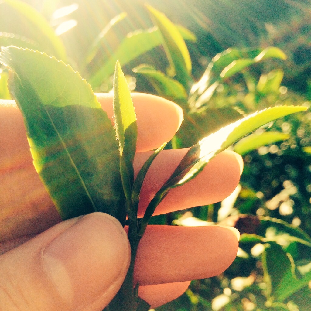 f:id:kamkamkamyu:20151020122654j:image f:id:kamkamkamyu:20151020122654j:image