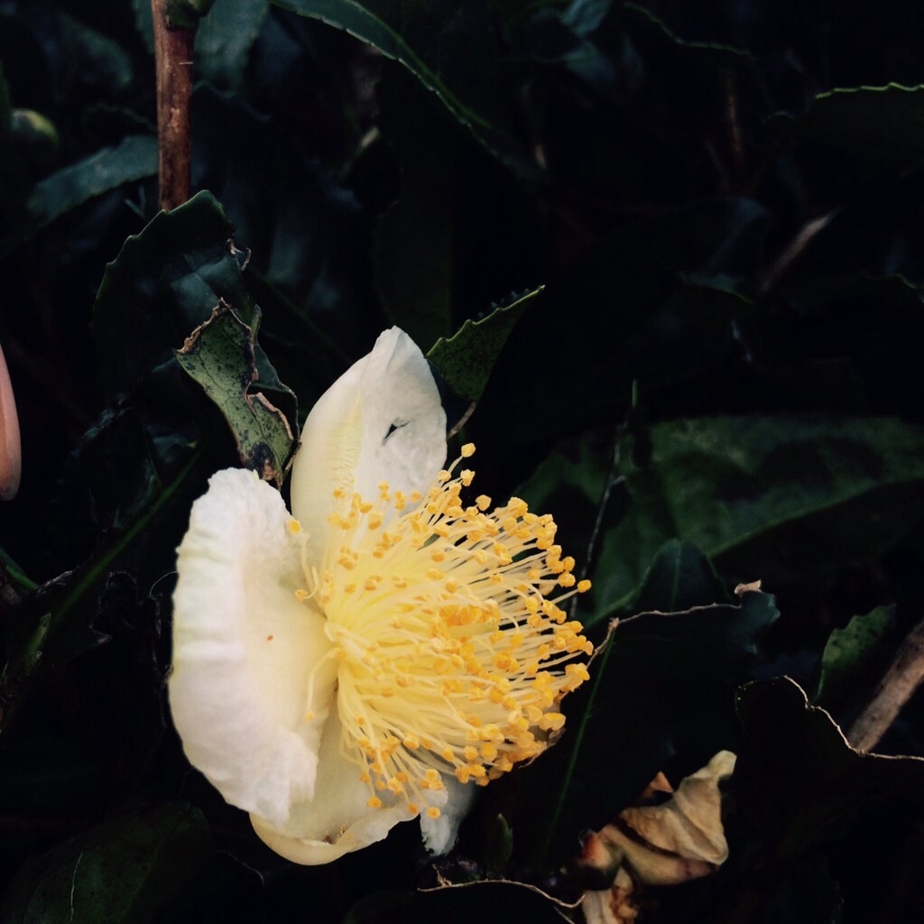f:id:kamkamkamyu:20151020123920j:image f:id:kamkamkamyu:20151020123920j:image