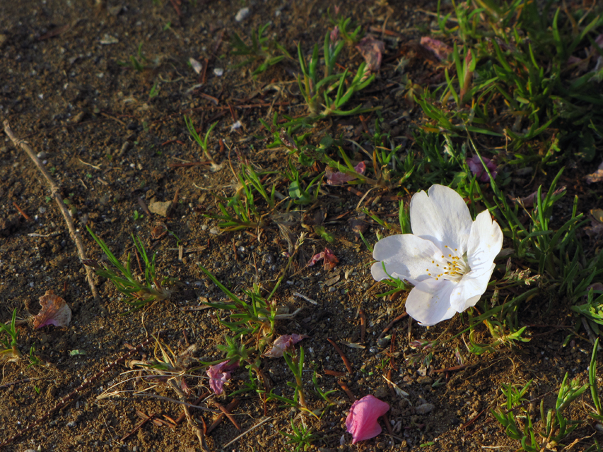 f:id:kamome-tokyo:20110412184448j:image f:id:kamome-tokyo:20110412184448j:image