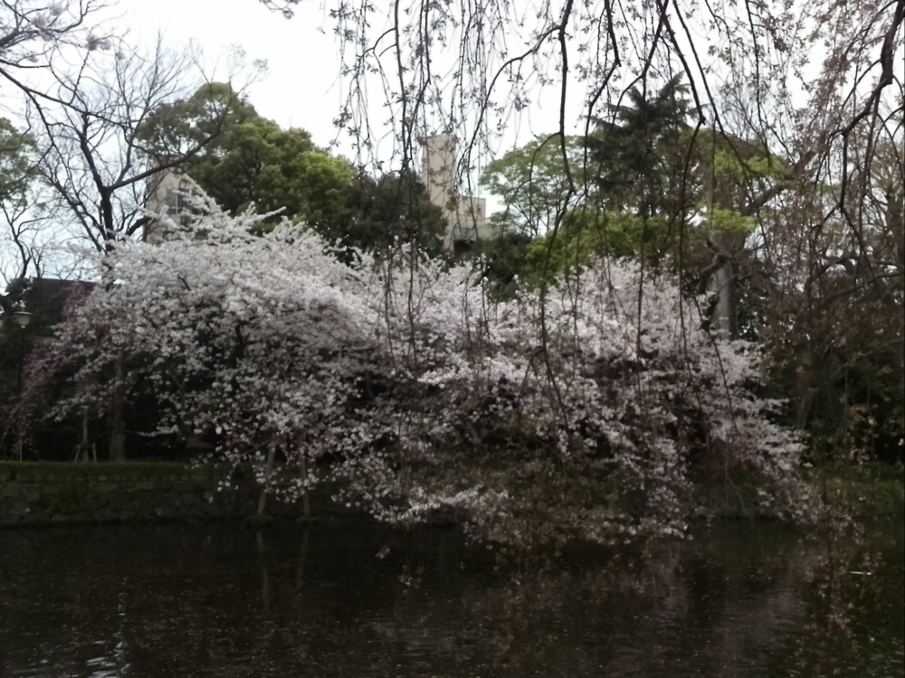 f:id:kamu7383:20150405135129j:plain f:id:kamu7383:20150405135129j:plain