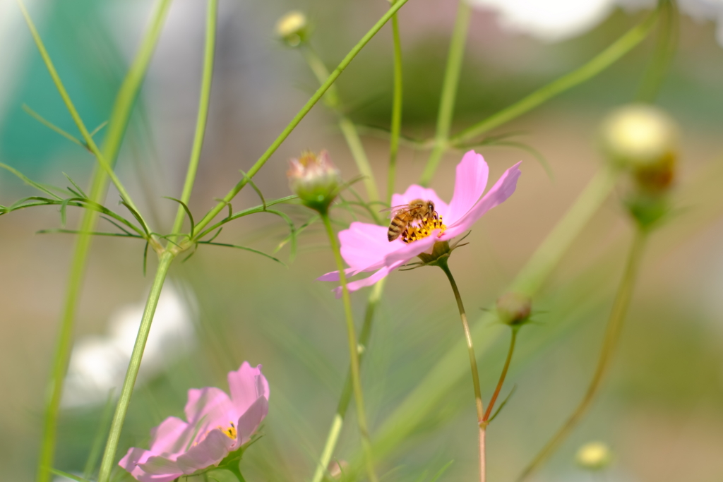 f:id:kamui2072:20150928134818j:plain f:id:kamui2072:20150928134818j:plain