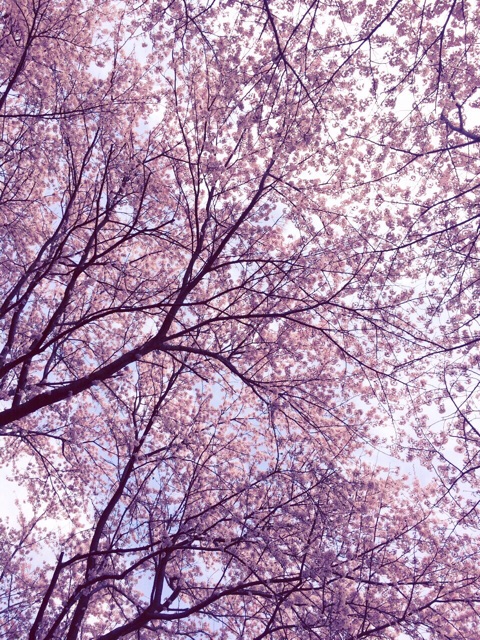 f:id:kanae1211:20150404103313j:plain f:id:kanae1211:20150404103313j:plain