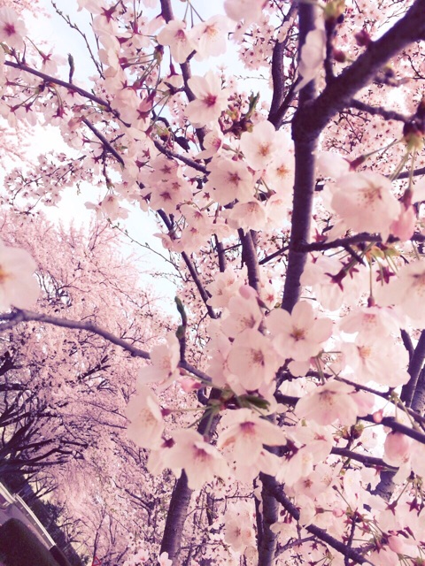 f:id:kanae1211:20150404103323j:plain f:id:kanae1211:20150404103323j:plain