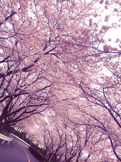 f:id:kanae1211:20150404103342j:plain f:id:kanae1211:20150404103342j:plain