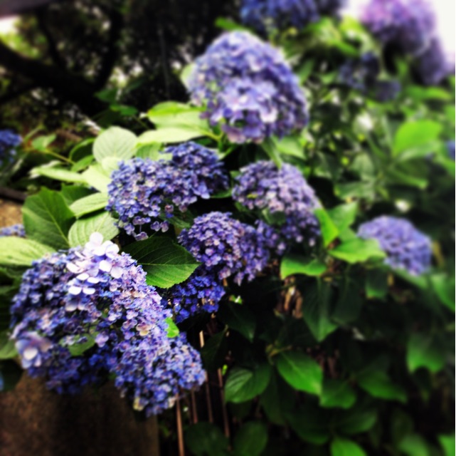 f:id:kanae1211:20150608004422j:plain f:id:kanae1211:20150608004422j:plain